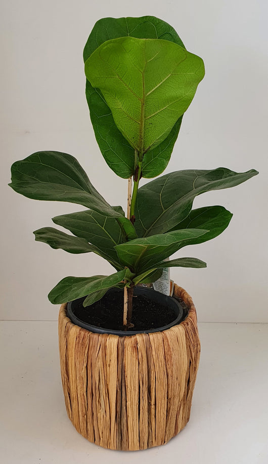 Fiddle Leaf Fig