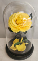 Preserved Rose in medium Glass Dome