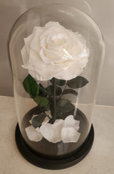 Preserved Rose in medium Glass Dome
