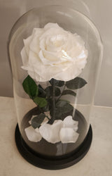 Supreme Eternal Red Rose In Glass Dome