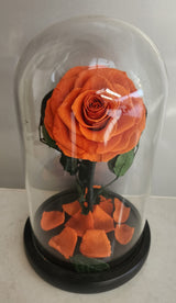 Supreme Eternal Red Rose In Glass Dome