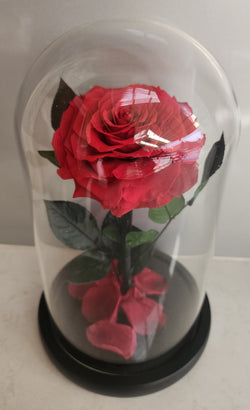 Supreme Eternal Red Rose In Glass Dome