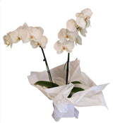 Phalaenopsis Moth Orchid Plant