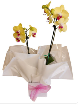 Phalaenopsis Moth Orchid Plant