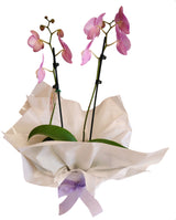 Phalaenopsis Moth Orchid Plant