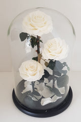 Deluxe Dome Triple Preserved Rose