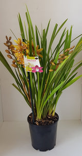 Potted Orchid Plants