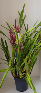 Potted Orchid Plants