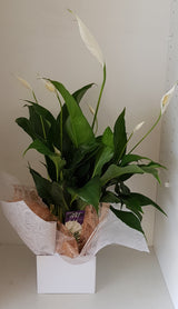 Peace Lily White