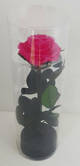 Preserved Rose in Cylinder