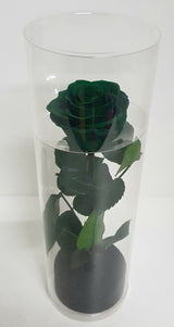 Preserved Rose in Cylinder