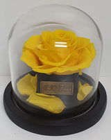 Mini Dome Preserved Rose