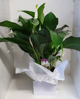 Peace Lily White