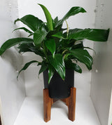 Peace Lily with Stand