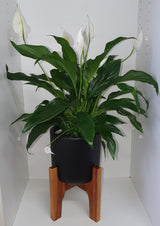 Peace Lily with Stand