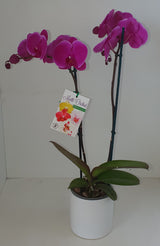 Phalaenopsis Moth Orchid Plant