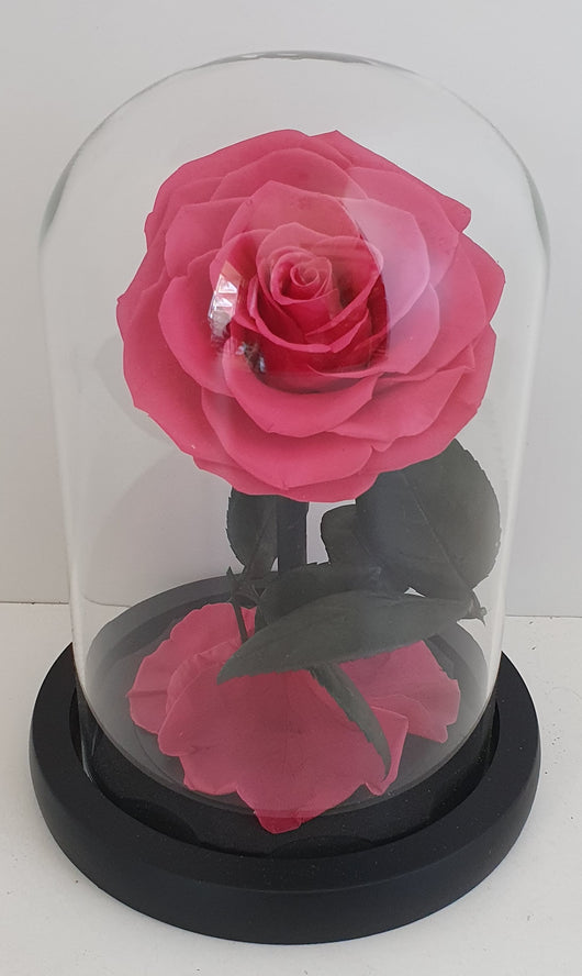 Preserved Rose in medium Glass Dome