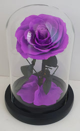 Preserved Rose in medium Glass Dome